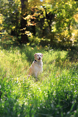Fall dog portrait