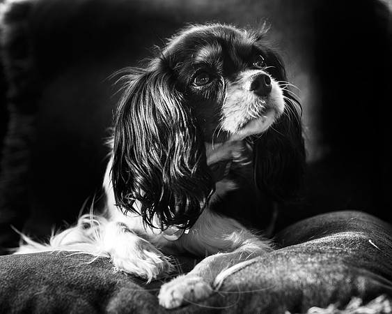 Cheerio NOV 2013-b&W-16