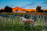 treefarmsunrises