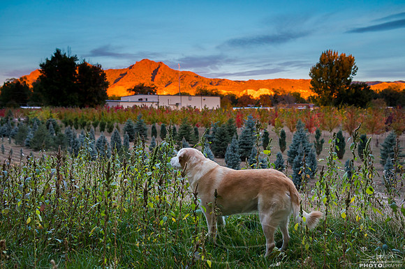 treefarmsunrises