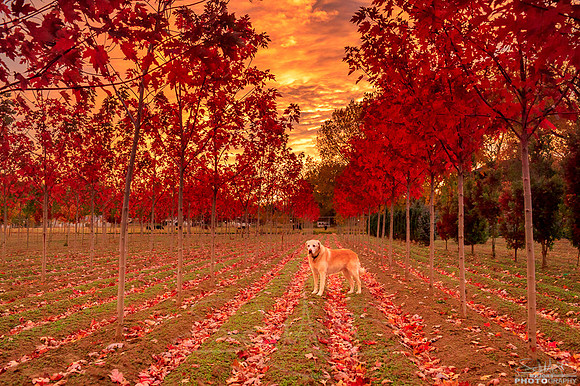UfaSunriseRedMaple