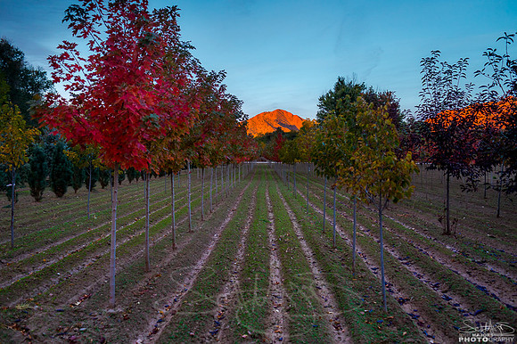 treefarmsunrises-2