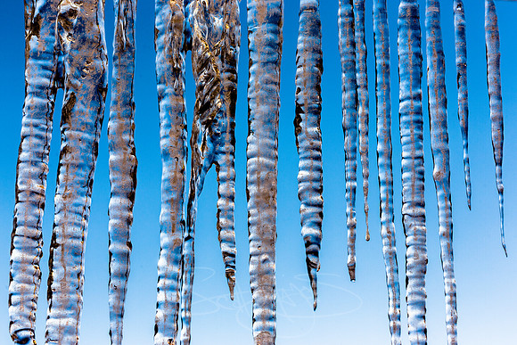 February Sickles-6-4