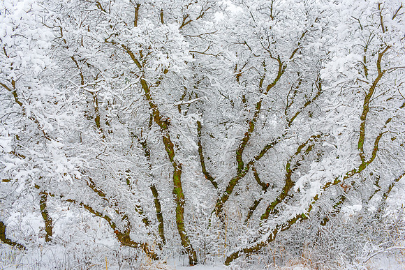 WINTERsubmission2016SpringsMag-5