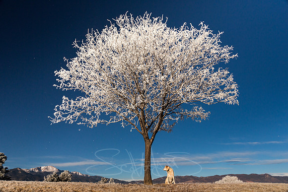WINTERsubmission2016SpringsMag-8
