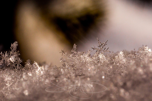 SNOWFLAKESpre2018-16