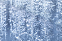 SNOWFLAKESpre2018-3
