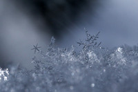 SNOWFLAKESpre2018-15