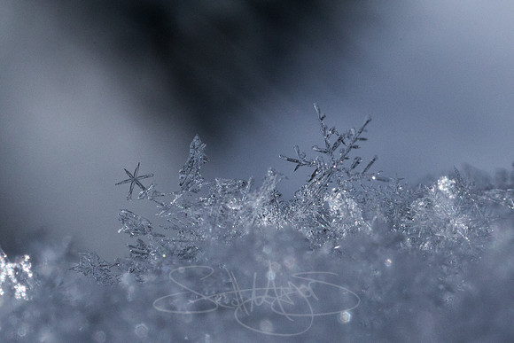 SNOWFLAKESpre2018-15