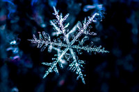 SNOWFLAKESpre2018-13