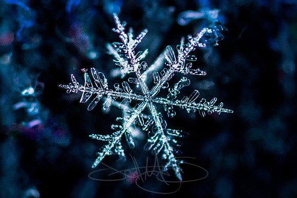 SNOWFLAKESpre2018-13