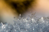 SNOWFLAKESpre2018-14