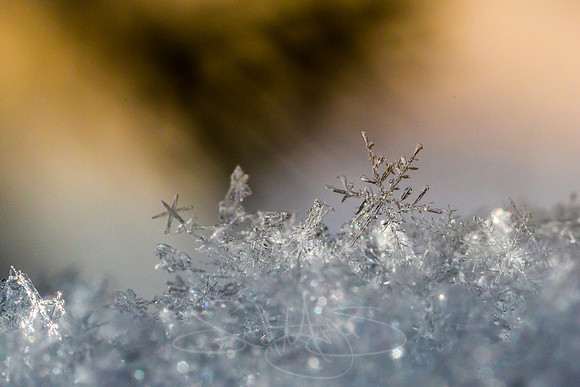 SNOWFLAKESpre2018-14