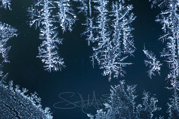 SNOWFLAKESpre2018-6