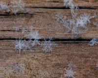 SNOWFLAKESpre2018-9