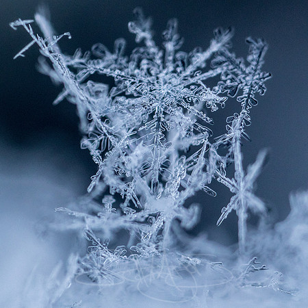 SNOWFLAKESpre2018-17