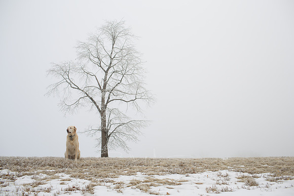 Foggy February Morning-12-5