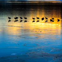 walklikeuhDUCK-2