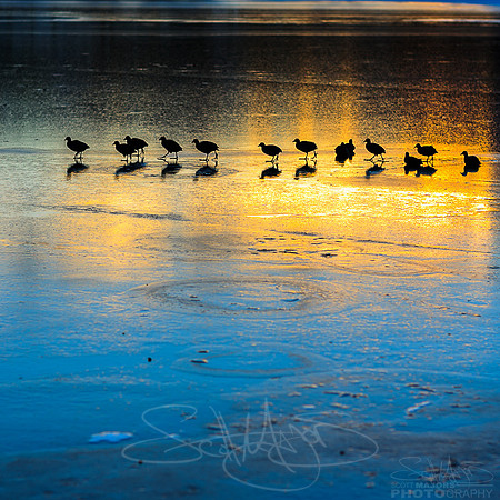 walklikeuhDUCK-2