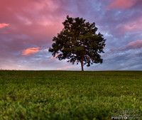 gooddaytree
