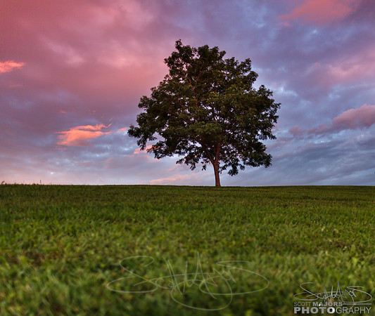 gooddaytree