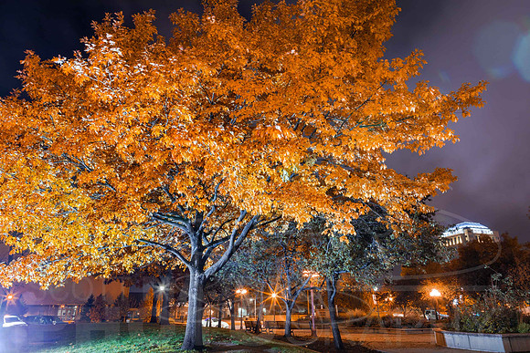 Orangetreeatnight