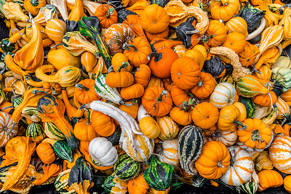 GOURGEOUSFALLCOLORS1