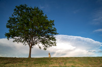 TREES