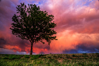 TREES