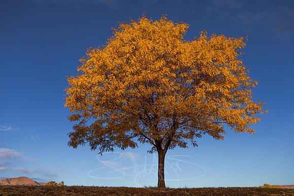 FallColorStock