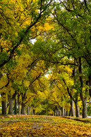 TREES