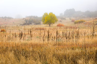 FallColorStock-13