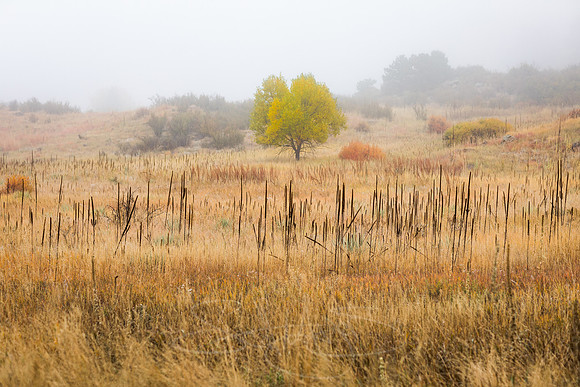 FallColorStock-13