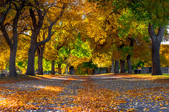 FallColorStock-3