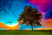 TREES