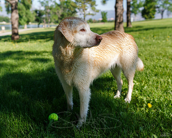 UfaWetDog