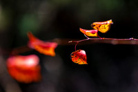 FallColorSubs-7