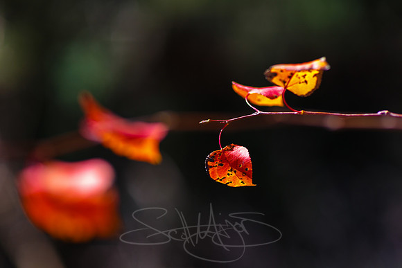 FallColorSubs-7