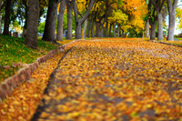 FallColorSubmission-11