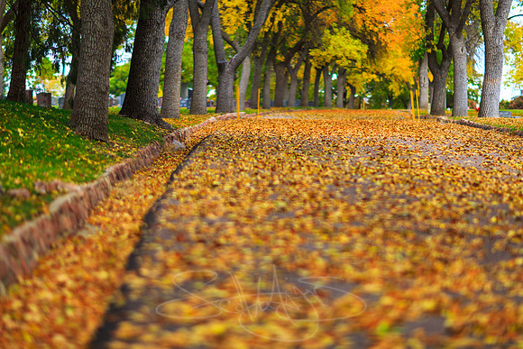 FallColorSubmission-11