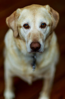 Yellow Lab 1