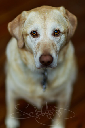 Yellow Lab 1