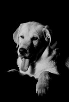 Puppy-yawn