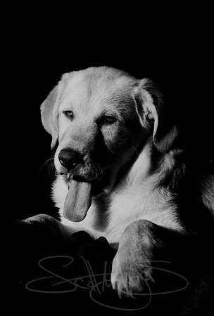 Puppy-yawn