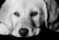 puppy-close-up-2