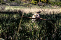 lab-grass-dog picture-nature