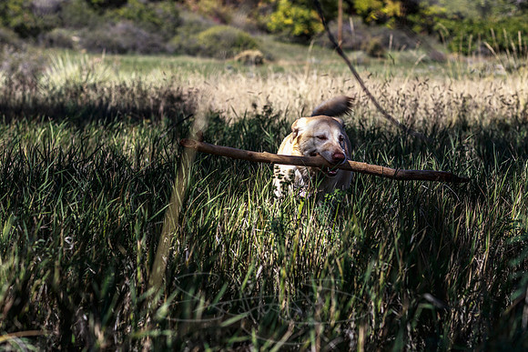 lab-grass-dog picture-nature