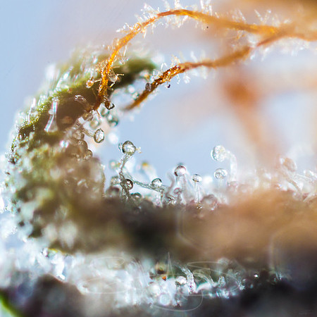 trichomepractice