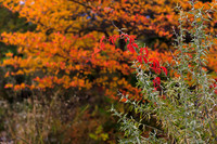 FallColorSubmission-9