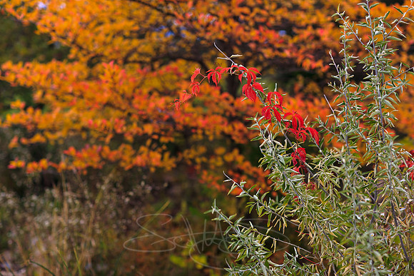 FallColorSubmission-9